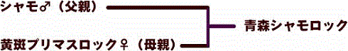 シャモロック系図